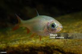 Attēlu rezultāti vaicājumam “Leuciscus idus”