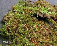 Attēlu rezultāti vaicājumam “Plagiomnium ellipticum”