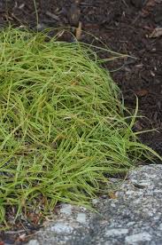 Attēlu rezultāti vaicājumam “Carex caryophyllea leaf”