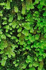 Attēlu rezultāti vaicājumam “Scapania nemorea”