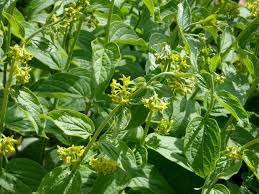 Attēlu rezultāti vaicājumam “Vincetoxicum hirundinaria flower”