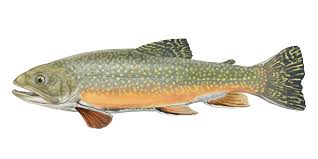 Image result for Salvelinus faroensis