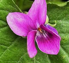 Image result for Viola odorata