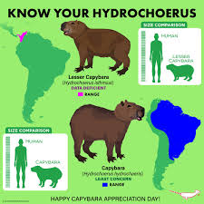 Attēlu rezultāti vaicājumam “Hydrochoerus hydrochaeris”