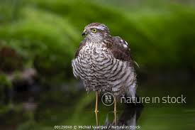 Attēlu rezultāti vaicājumam “Accipiter nisus male”