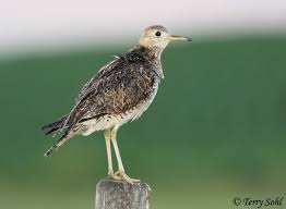 Image result for Bartramia longicauda