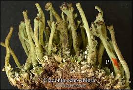 Attēlu rezultāti vaicājumam “Cladonia ochrochlora”