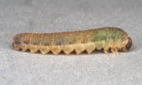 Attēlu rezultāti vaicājumam “Shargacucullia scrophulariae larva”