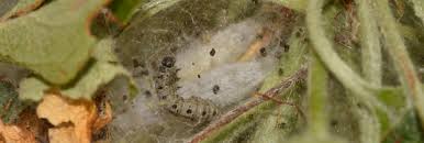 Attēlu rezultāti vaicājumam “Yponomeuta malinellus / cagnagella larva”