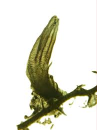 Attēlu rezultāti vaicājumam “Cephaloziella hampeana”