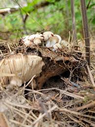 Attēlu rezultāti vaicājumam “Asterophora lycoperdoides”