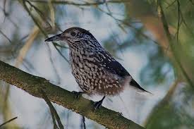 Attēlu rezultāti vaicājumam “Nucifraga caryocatactes adult”