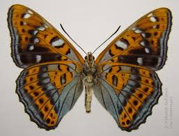 Attēlu rezultāti vaicājumam “Limenitis populi”