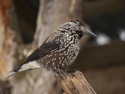 Attēlu rezultāti vaicājumam “Nucifraga caryocatactes”