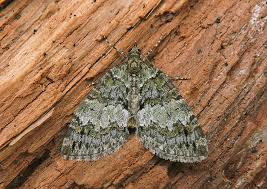 Attēlu rezultāti vaicājumam “Hydriomena impluviata”