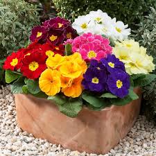 Attēlu rezultāti vaicājumam “Primula x margotae”