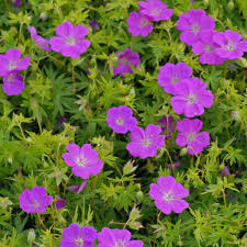 Attēlu rezultāti vaicājumam “Geranium sanguineum”