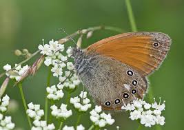 Attēlu rezultāti vaicājumam “Coenonympha glycerion”