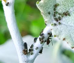 Attēlu rezultāti vaicājumam “Chaitophorus populeti”