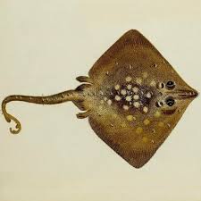 Image result for Raja clavata