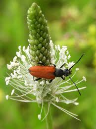 Attēlu rezultāti vaicājumam “Anastrangalia sanguinolenta”