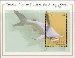 Image result for Bagre marinus