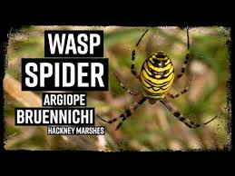 Attēlu rezultāti vaicājumam “Argiope bruennichi”