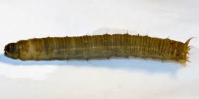 Attēlu rezultāti vaicājumam “Therevidae larva”