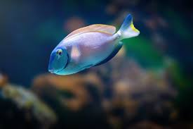 Image result for Acanthurus bahianus