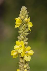 Attēlu rezultāti vaicājumam “Verbascum densiflorum flower”