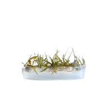 Attēlu rezultāti vaicājumam “Cribraria ferruginea”