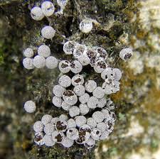 Attēlu rezultāti vaicājumam “Badhamiopsis ainoae macro”