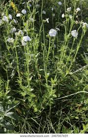 Attēlu rezultāti vaicājumam “Silene latifolia subsp. alba”