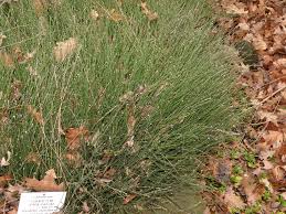 Attēlu rezultāti vaicājumam “Equisetum variegatum”