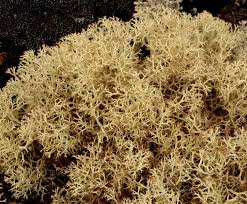 Attēlu rezultāti vaicājumam “Cladonia mitis”