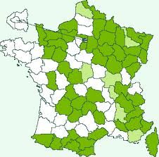 Attēlu rezultāti vaicājumam “Hypochalcia ahenella”