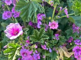 Image result for Malva sylvestris 'Zebrina'