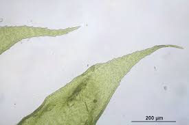 Attēlu rezultāti vaicājumam “Hypnum pallescens”