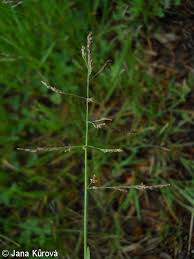 Attēlu rezultāti vaicājumam “Puccinellia distans”