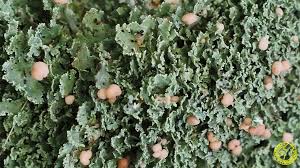 Attēlu rezultāti vaicājumam “Cladonia caespiticia”