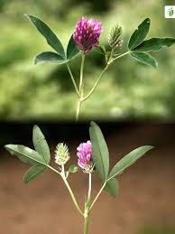 Attēlu rezultāti vaicājumam “Trifolium medium flower”