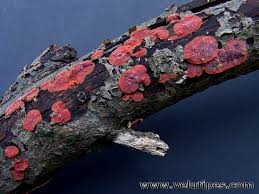 Attēlu rezultāti vaicājumam “Cytidia salicina”