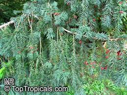 Attēlu rezultāti vaicājumam “Taxus baccata”