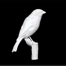 Image result for Emberiza calandra