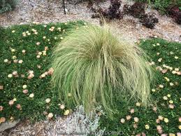 Attēlu rezultāti vaicājumam “Najas tenuissima leaf”