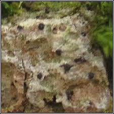 Attēlu rezultāti vaicājumam “Acrocordia gemmata”