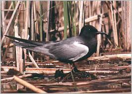 Attēlu rezultāti vaicājumam “Chlidonias niger eggs”