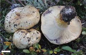 Attēlu rezultāti vaicājumam “Lactarius repraesentaneus”