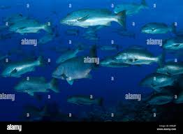 Image result for Lutjanus cyanopterus