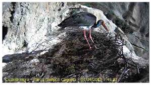 Attēlu rezultāti vaicājumam “Ciconia nigra nest”